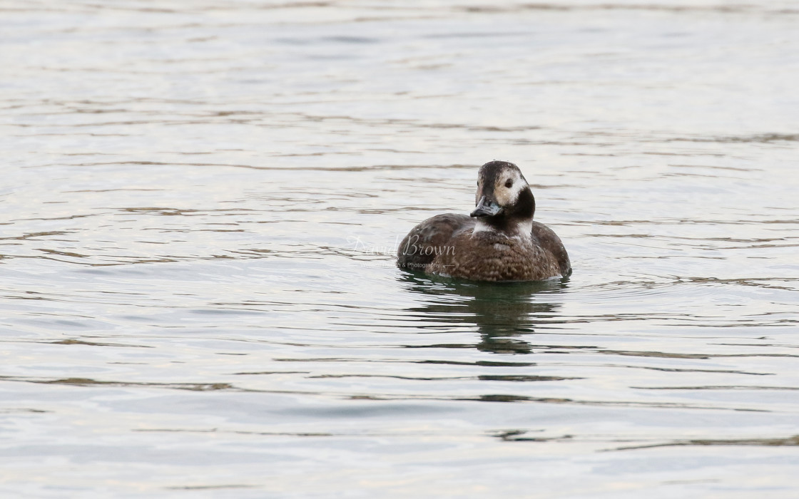 "Long-tailed Duck" stock image