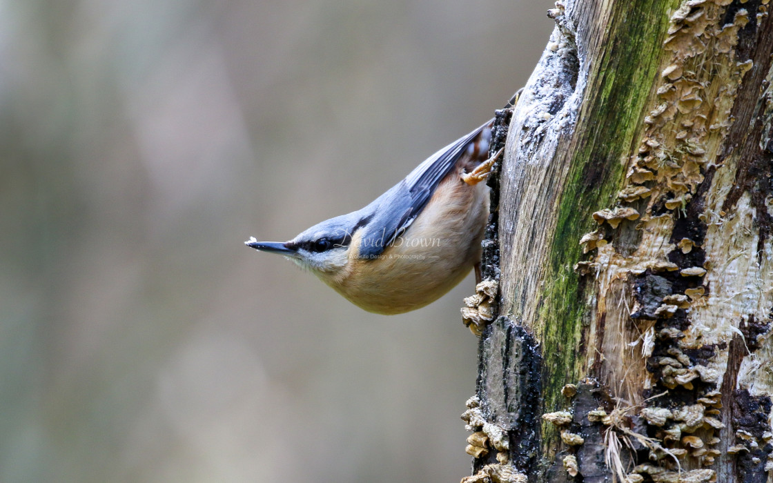 "Nuthatch" stock image