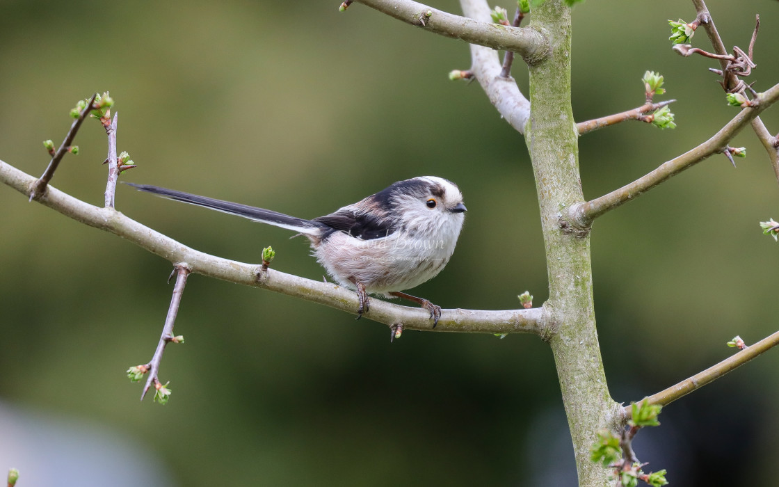 "Long-tailed Tit" stock image