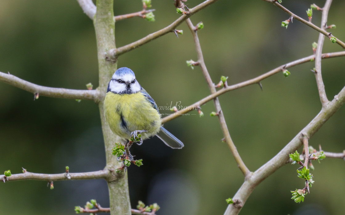 "Blue Tit" stock image