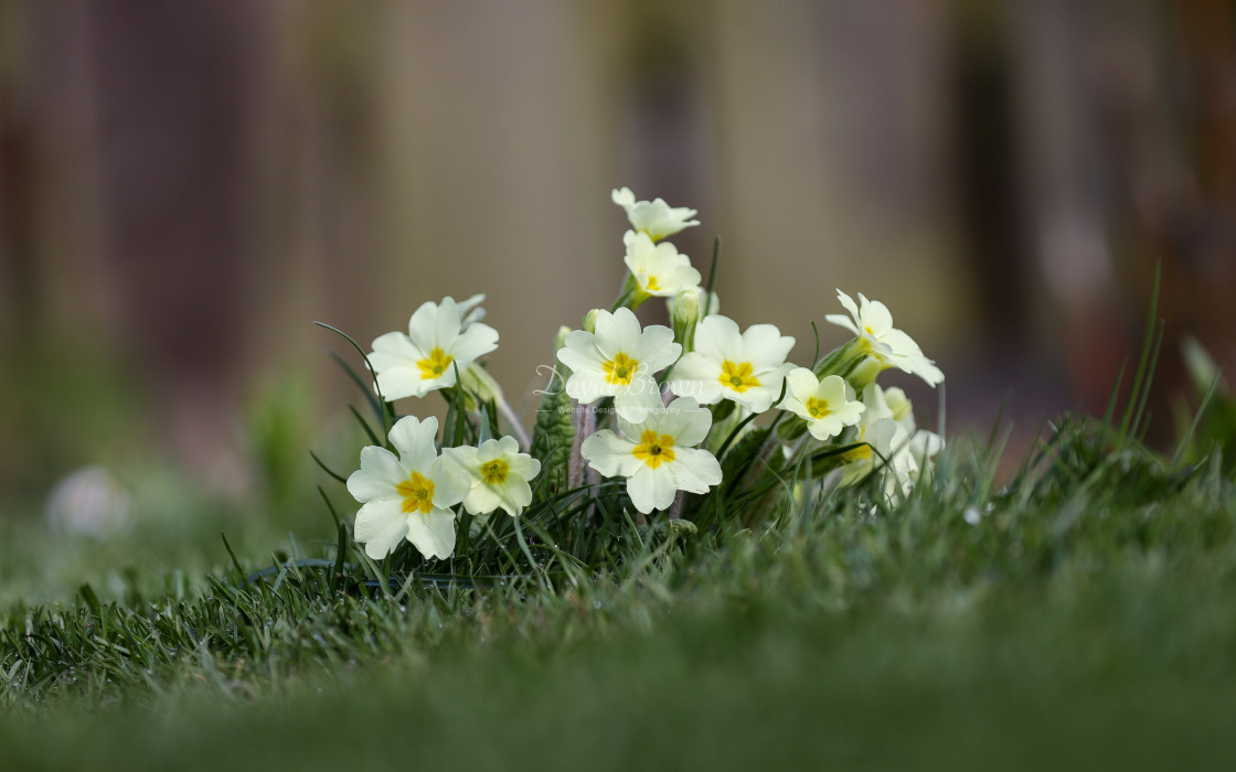 "Primrose" stock image