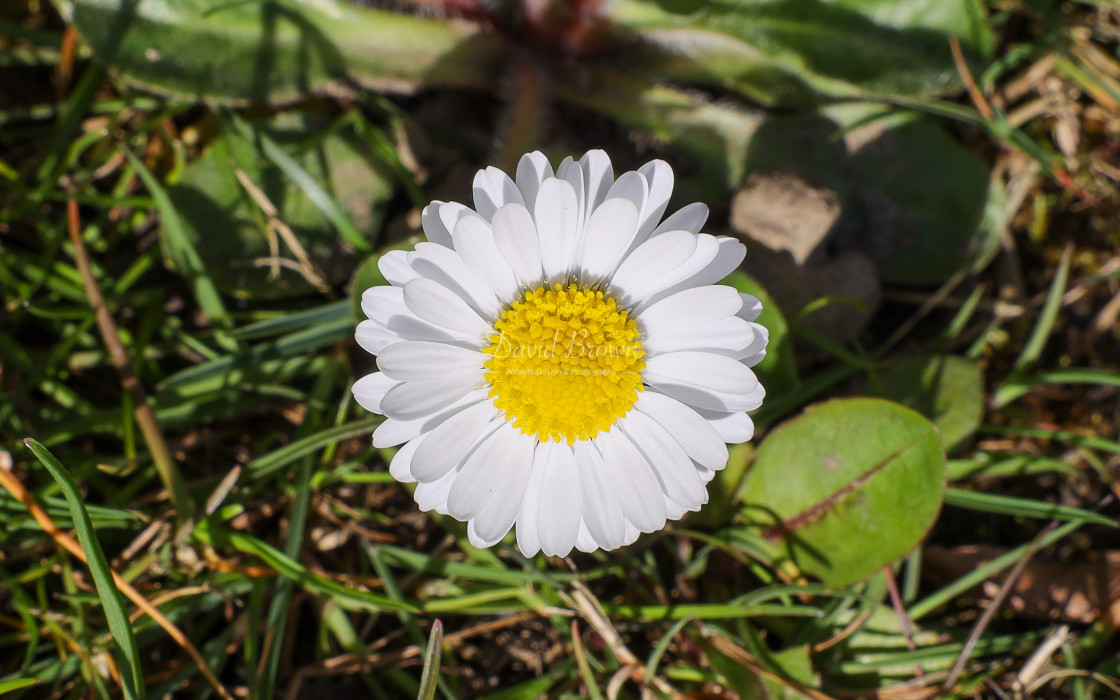 "Daisy" stock image