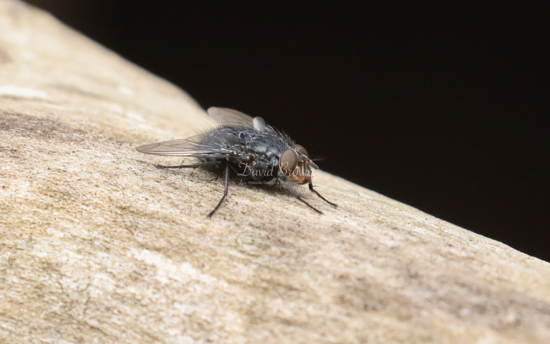 "House Fly" stock image