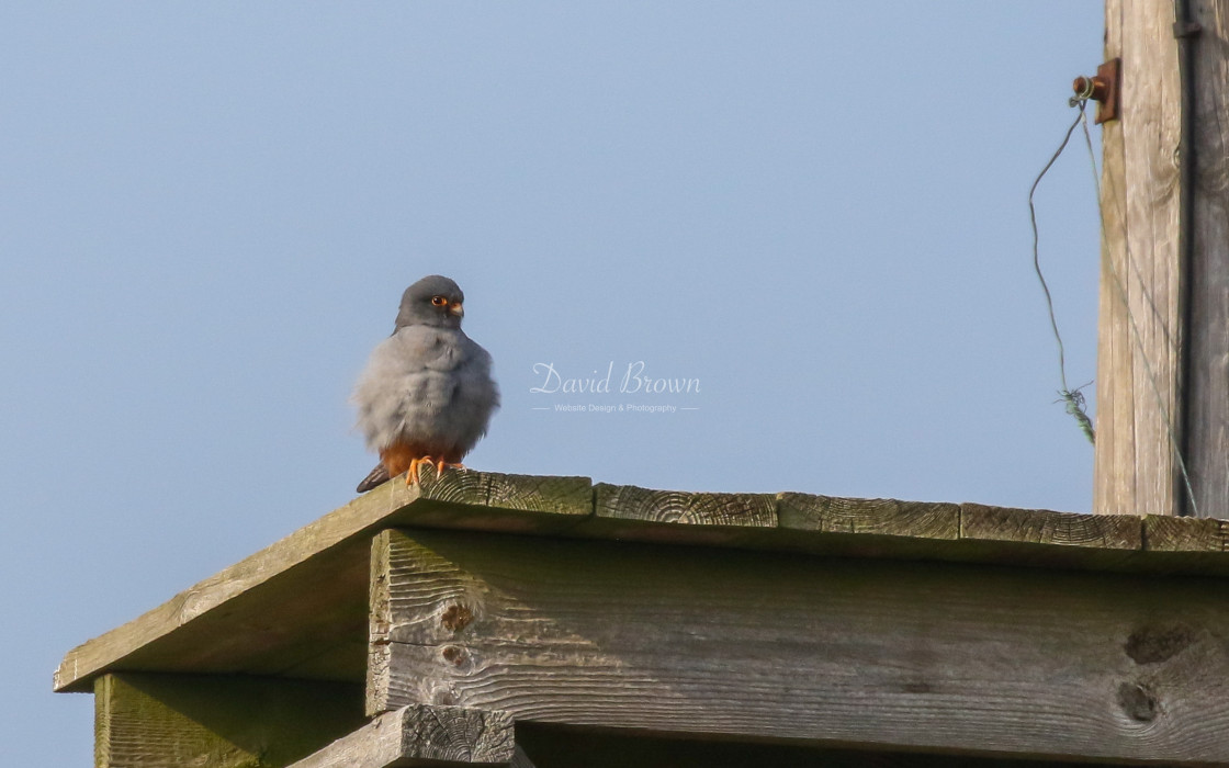 "Red-footed Falcon" stock image