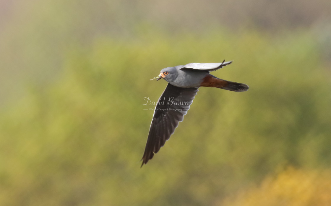 "Red-footed Falcon" stock image