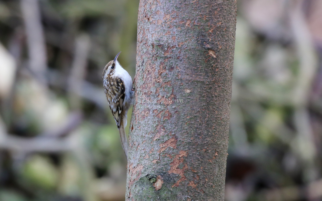 "Treecreeper" stock image