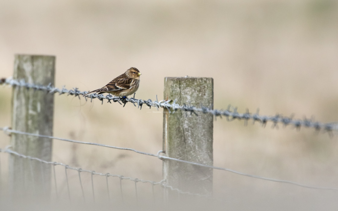 "Twite" stock image