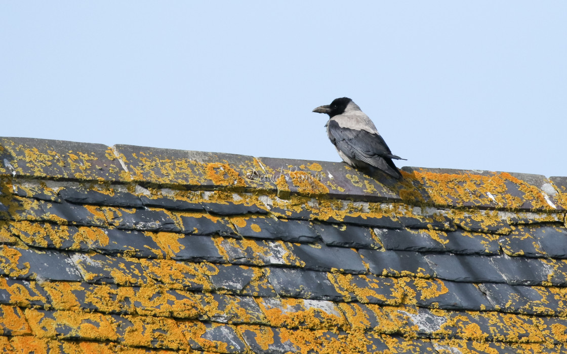 "Hooded Crow" stock image