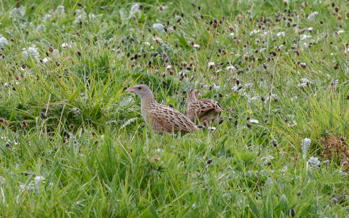 "Corncrake" stock image