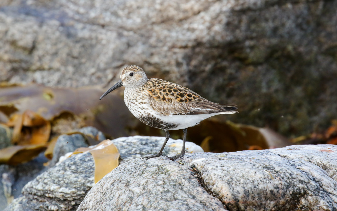 "Dunlin" stock image