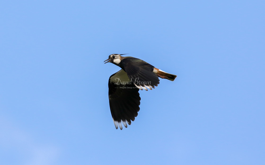 "Lapwing" stock image