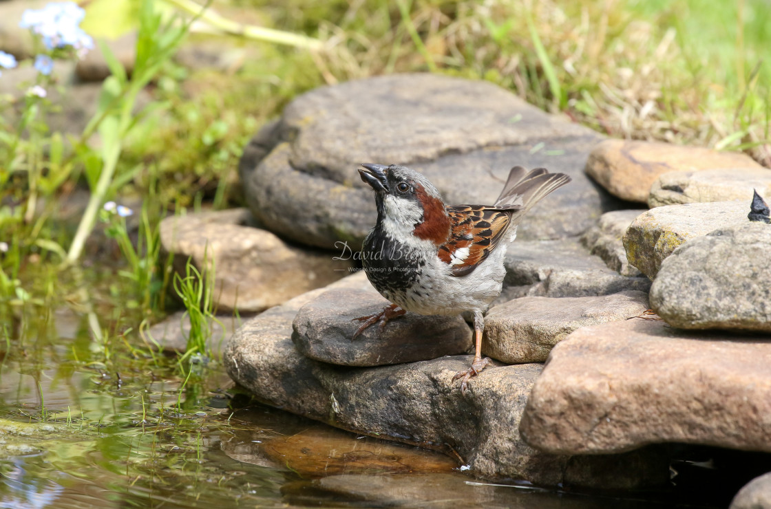 "House Sparrow" stock image