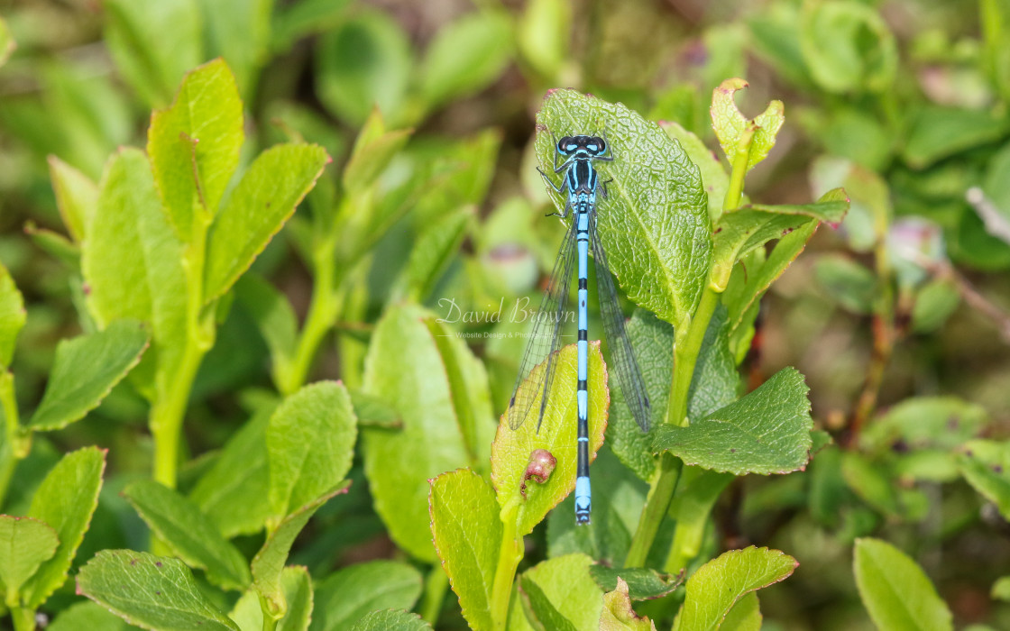 "Azure Damselfly" stock image