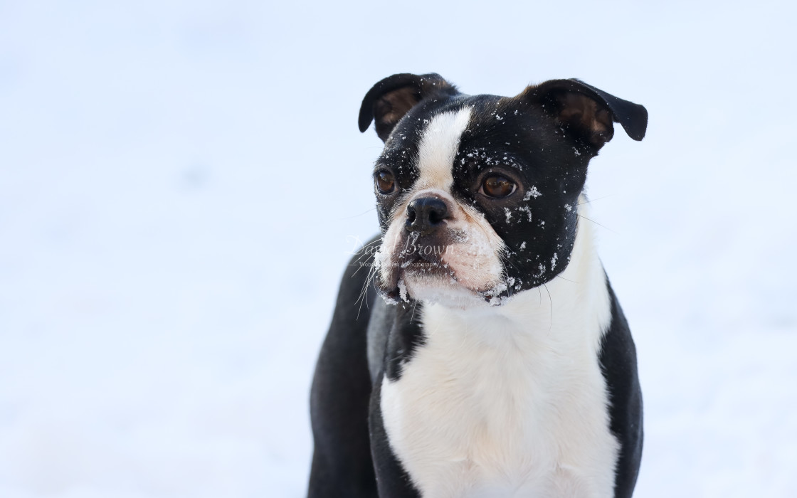 "Boston covered in snow" stock image