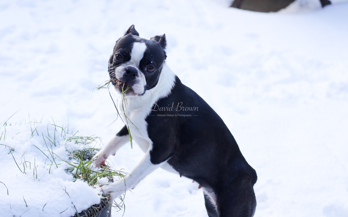 "Boston eating grass in the snow" stock image