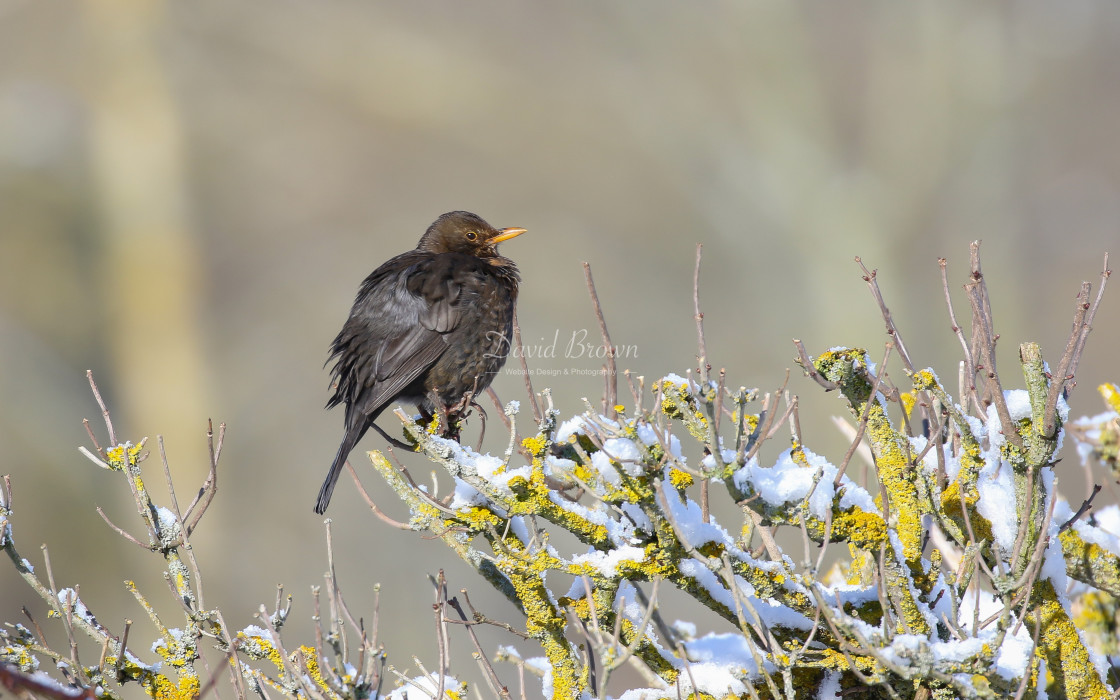 "Blackbird" stock image