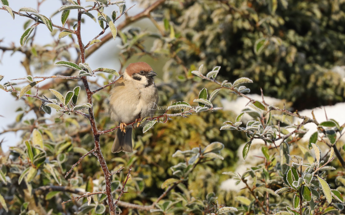 "Tree Sparrow" stock image