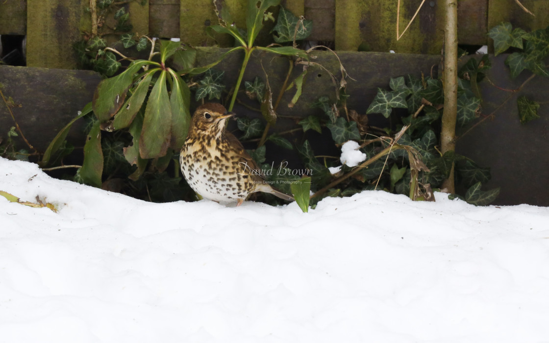 "Song Thrush" stock image