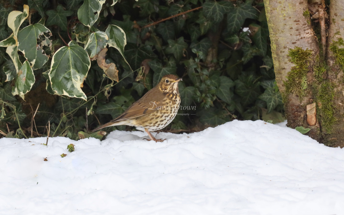 "Song Thrush" stock image