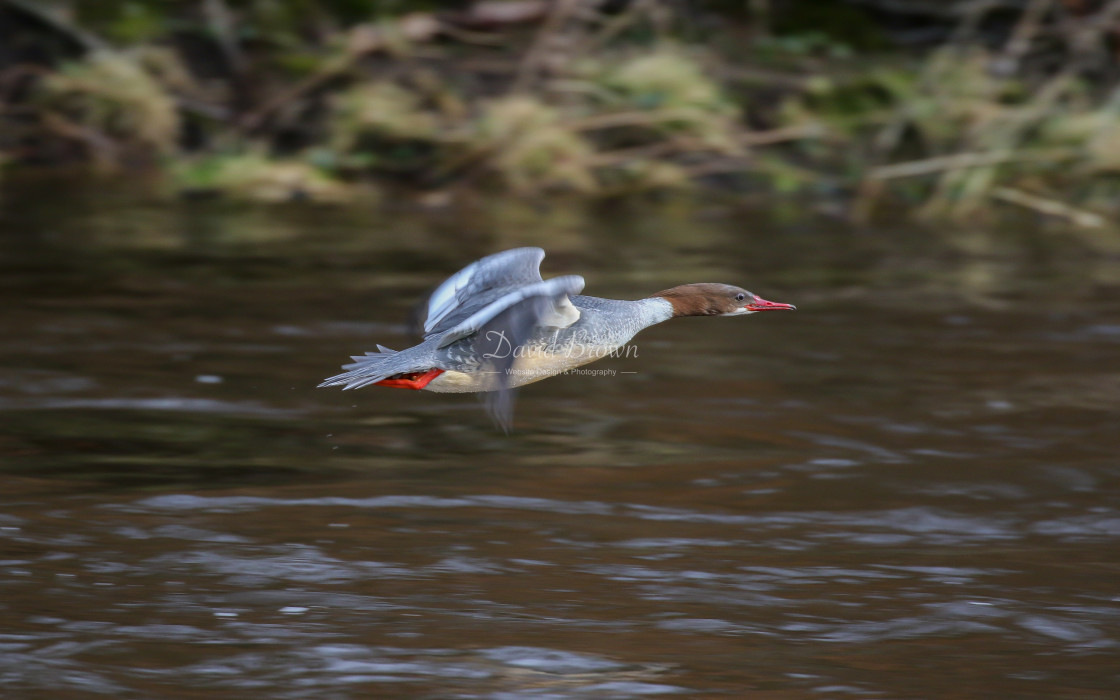 "Goosander" stock image