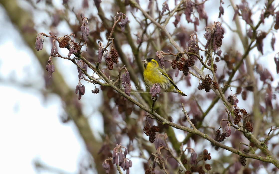 "Siskin" stock image