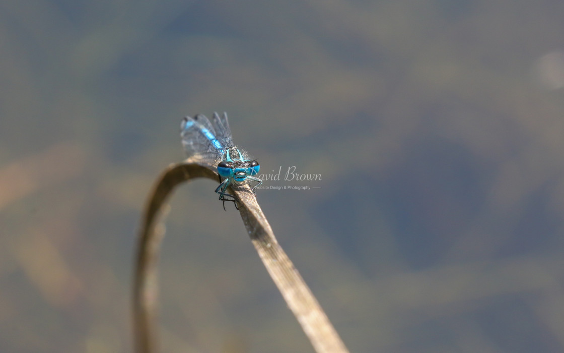 "Azure Damselfly" stock image