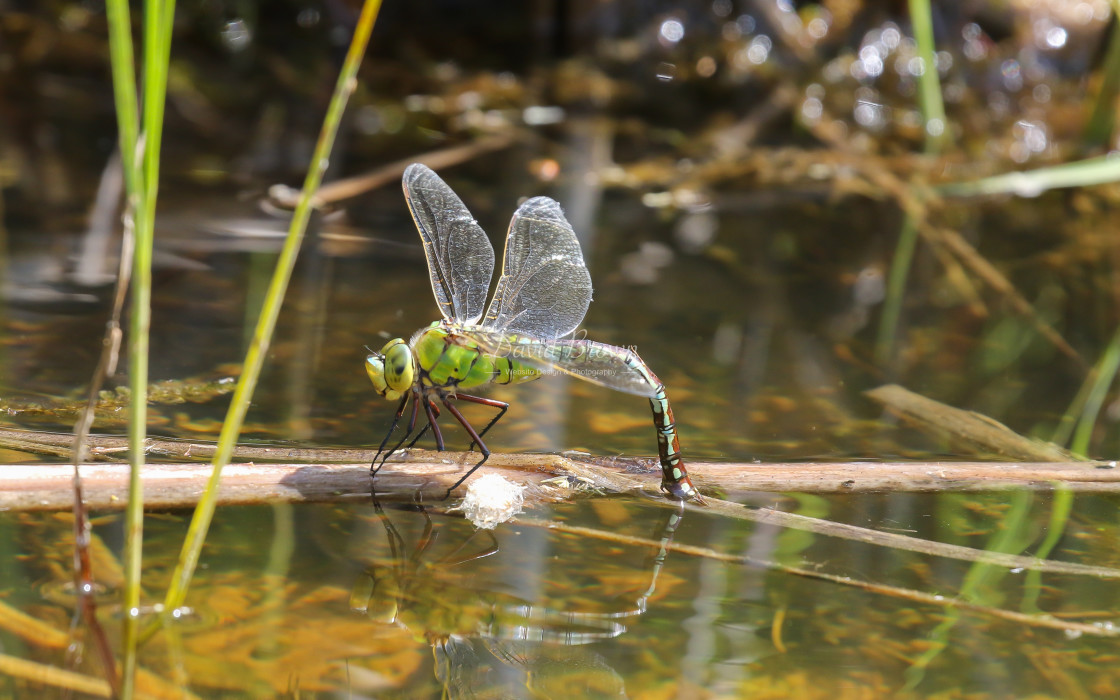 "Emperor Dragonfly" stock image