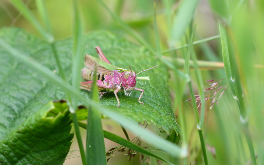 "Grasshopper" stock image