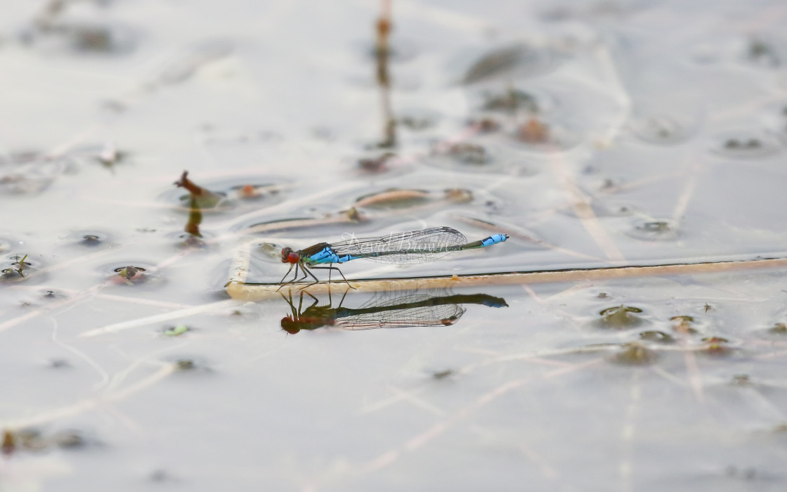 "Small Red-eyed Damselfly" stock image