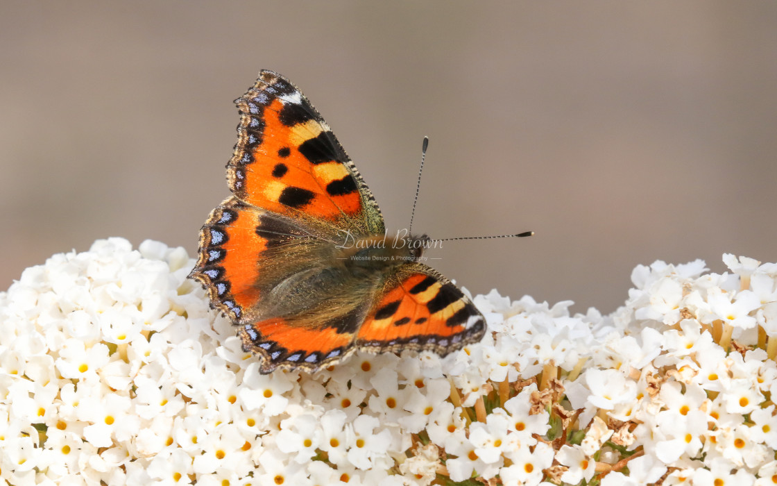 "Small Tortoiseshell" stock image