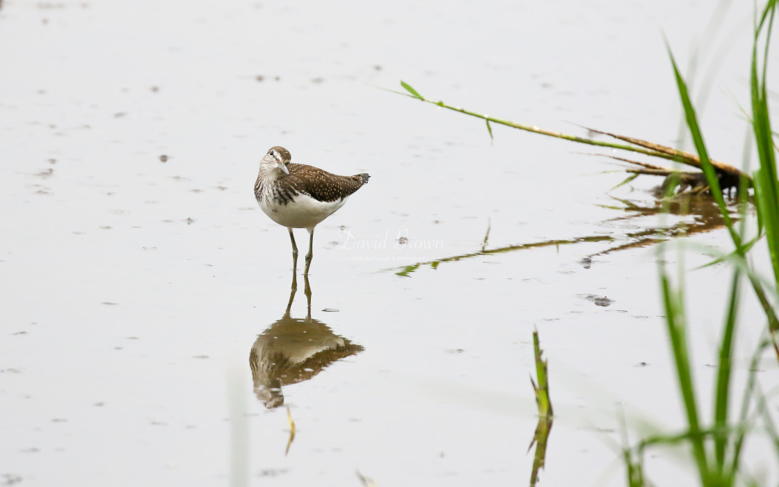 "Green Sandpiper" stock image