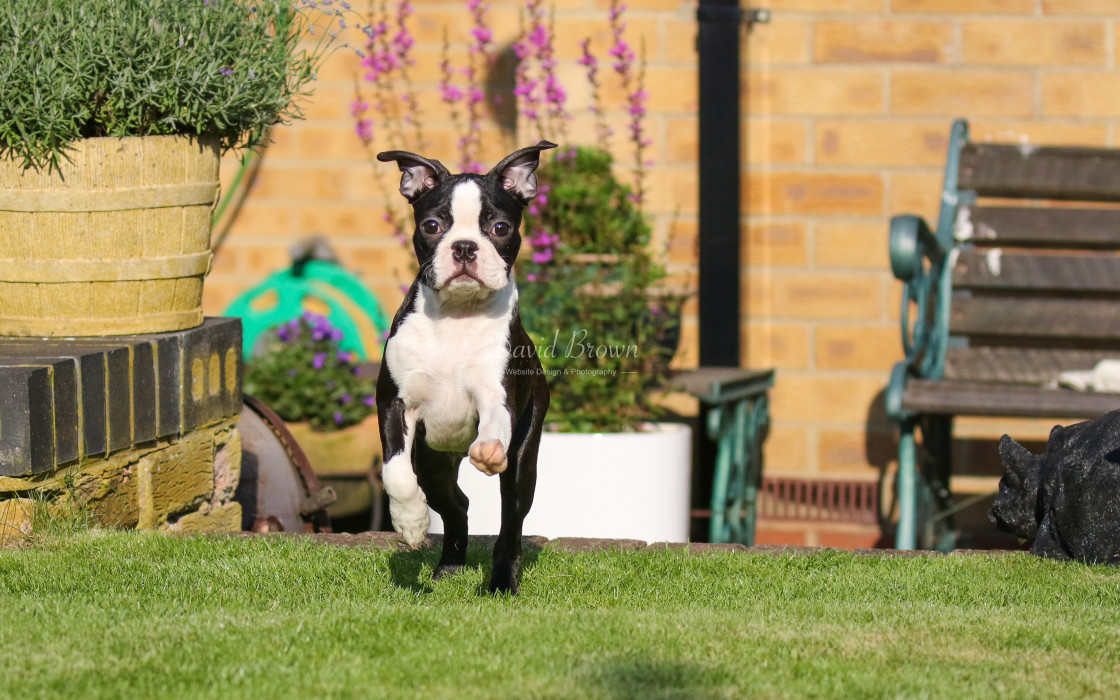 "Boston Terrier" stock image