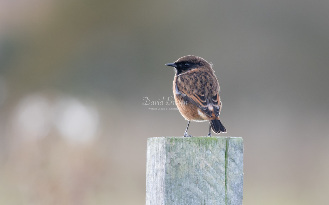 "Stonechat" stock image