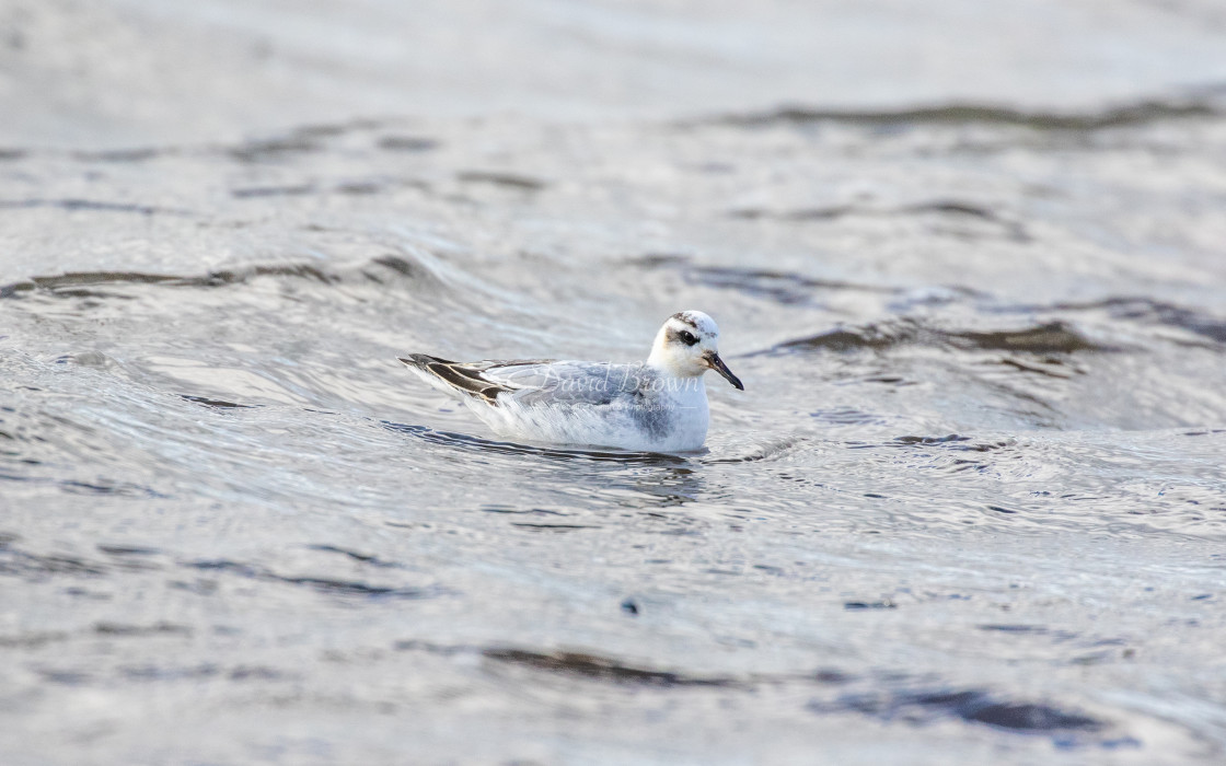 "Grey Phalarope" stock image