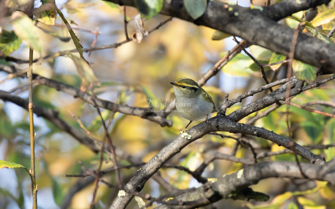 "Pallas's Warbler" stock image