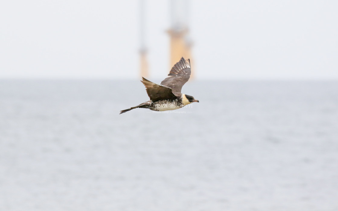 "Pomarine Skua" stock image