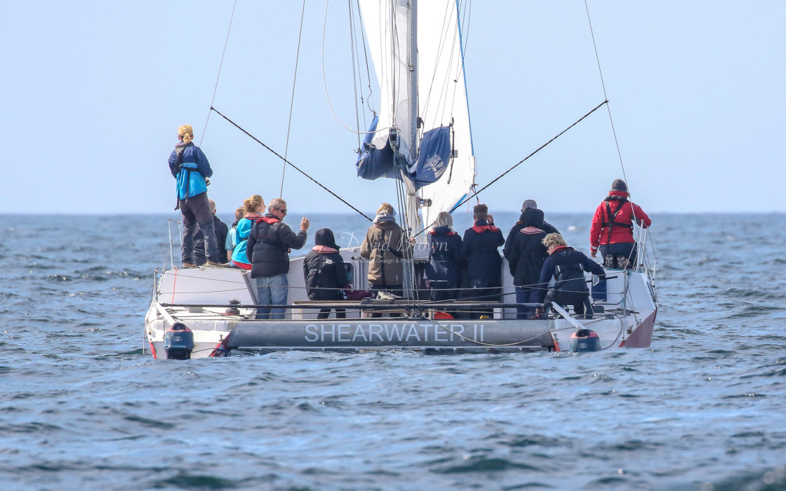 "Shearwater 2 Catamaran" stock image