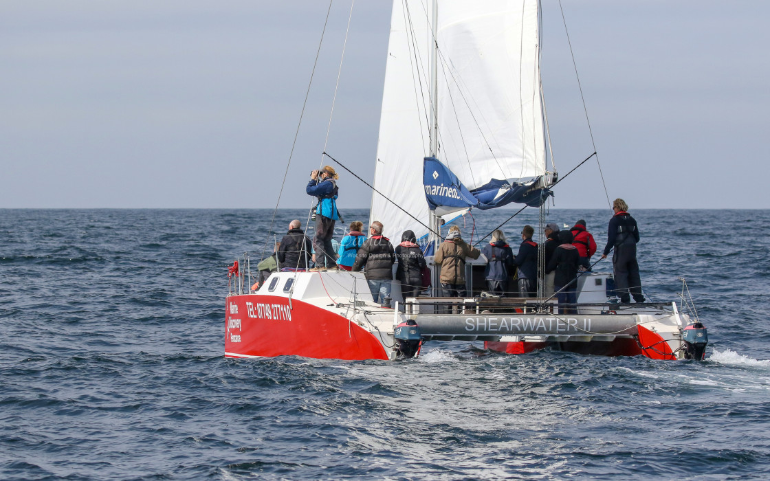 "Shearwater 2 Catamaran" stock image