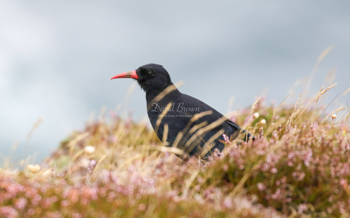 "Chough" stock image