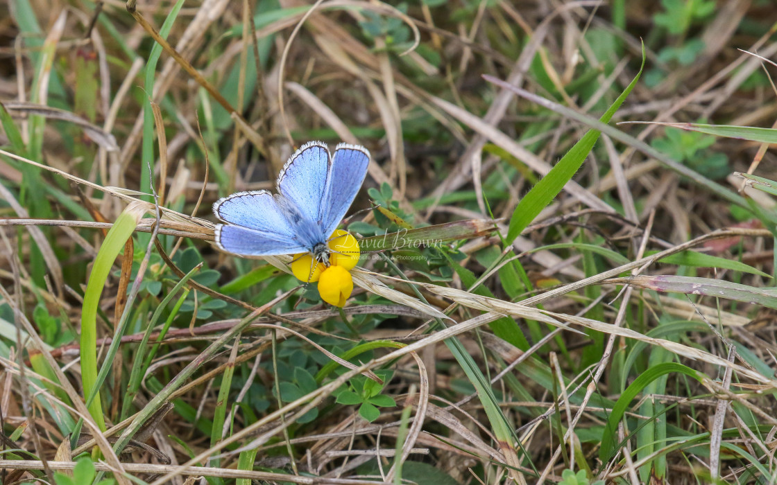 "Adonis Blue" stock image