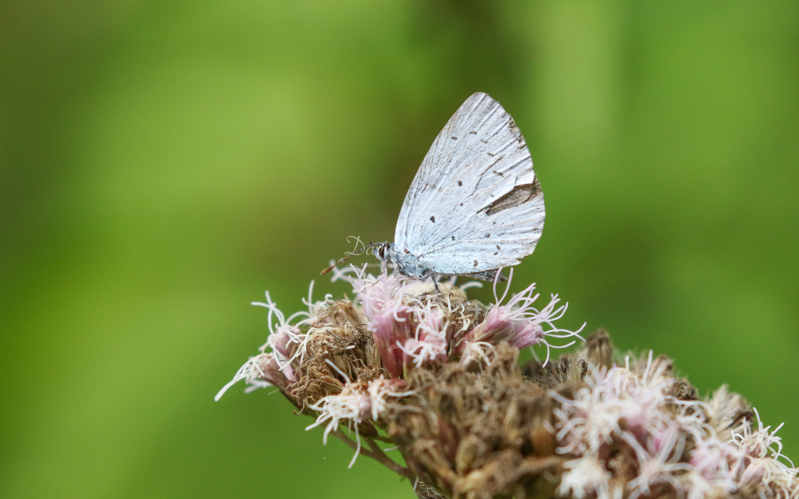 "Holly Blue" stock image