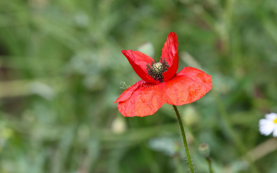 "Poppy" stock image