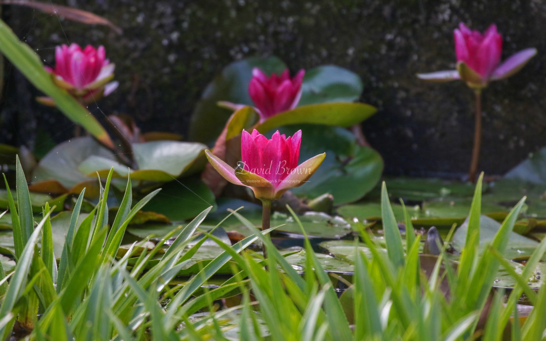 "Water Lily" stock image