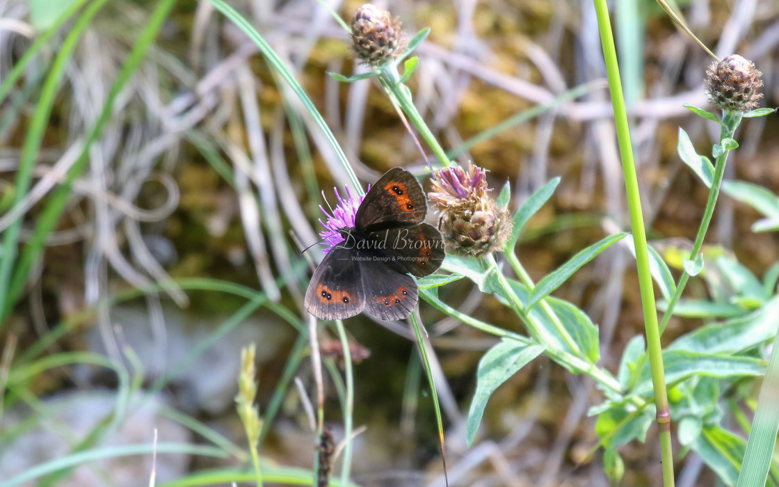 "Scotch Argus" stock image