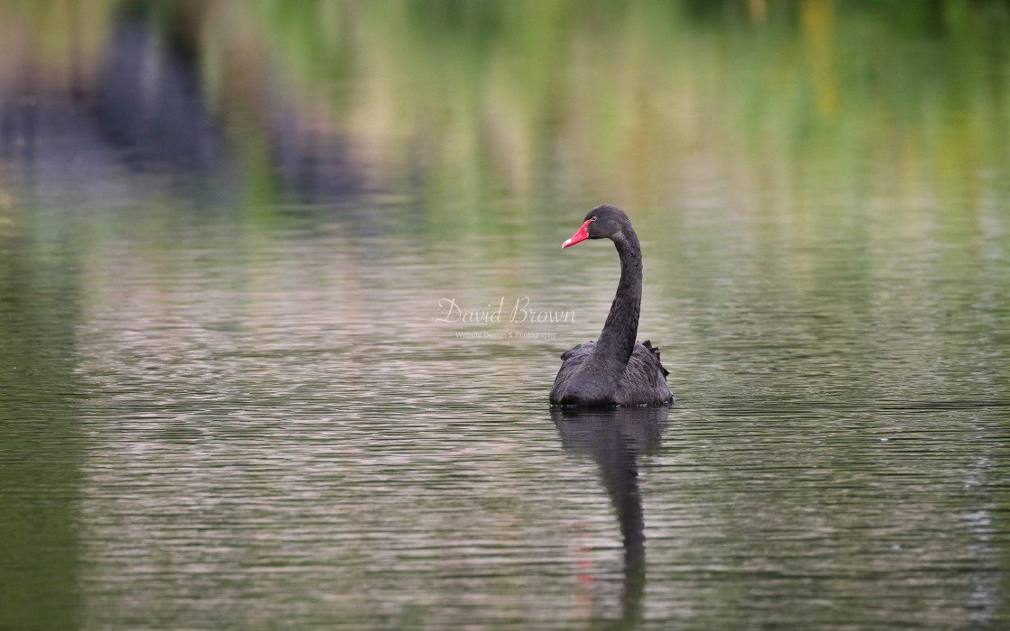 "Black Swan" stock image