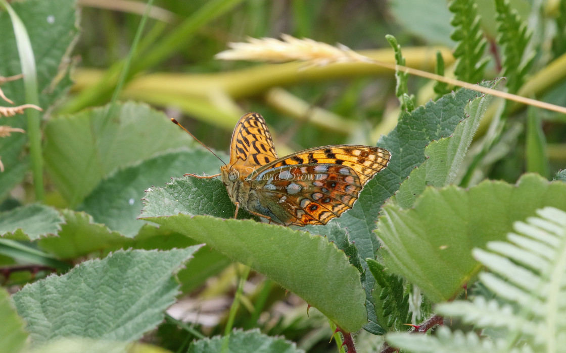 "High Brown Fritillary" stock image