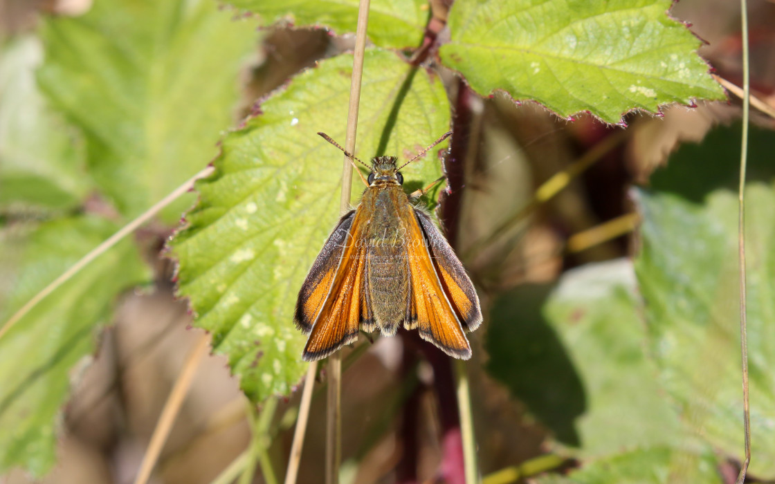 "Small Skipper" stock image