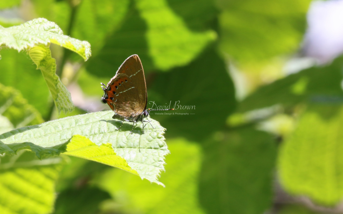 "Black Hairstreak" stock image