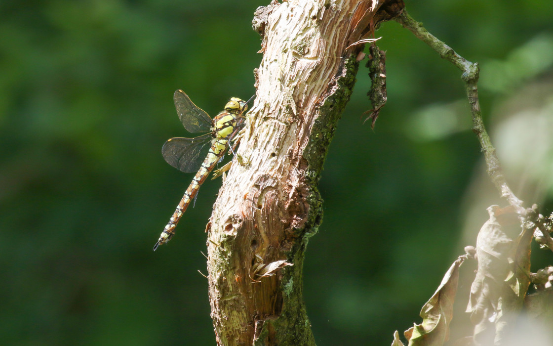 "Southern Hawker" stock image