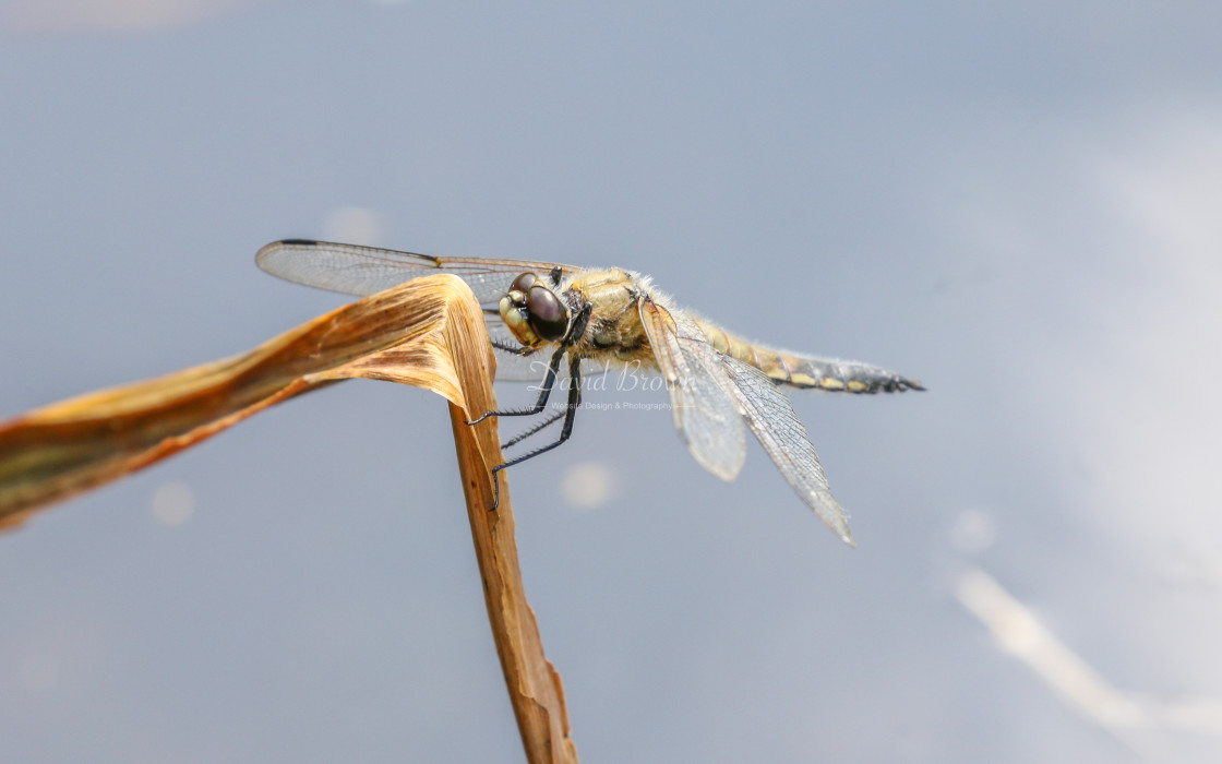 "Four-spotted Chaser" stock image